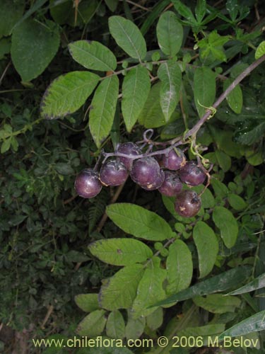 Imágen de Solanum sp. #2359 (). Haga un clic para aumentar parte de imágen.